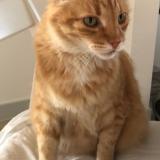 Foto del gato perdido en Royan