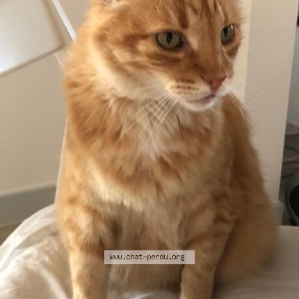 Foto 1/1 Zéphir Chat perdido en Royan