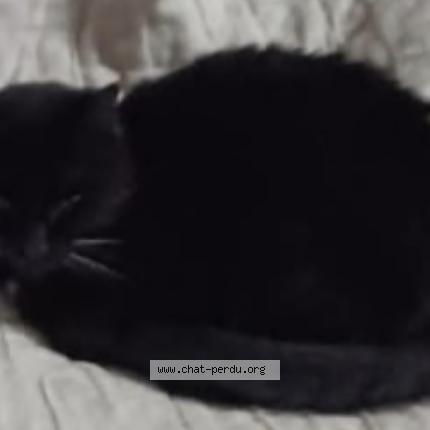 Foto 1/1 Filou Chat perdido en Amiens