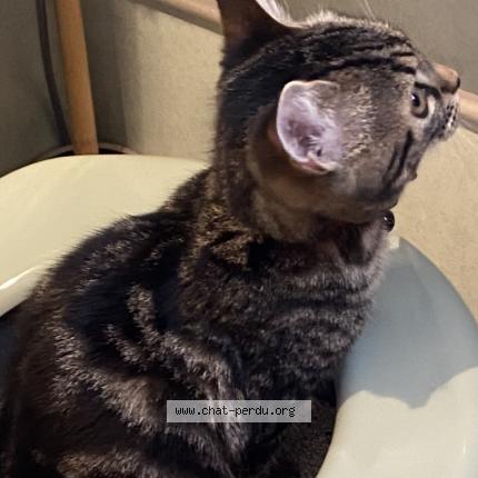 Foto 1/1 Nul Chat perdido en Blois