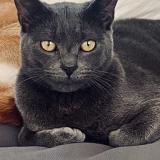 Foto del gato perdido en Roubaix