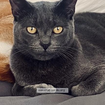 Foto 1/1 Chuck Chat perdido en Roubaix