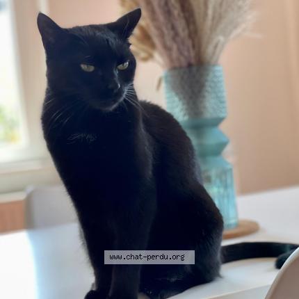 Foto 1/1 Caramel Chat perdido en Eckbolsheim