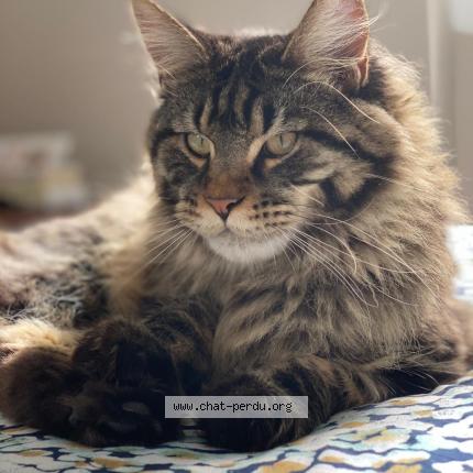 Foto 1/1 Rio Chat perdido en Chambourcy