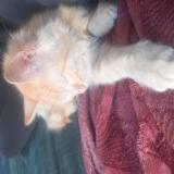 Foto del gato perdido en Istres