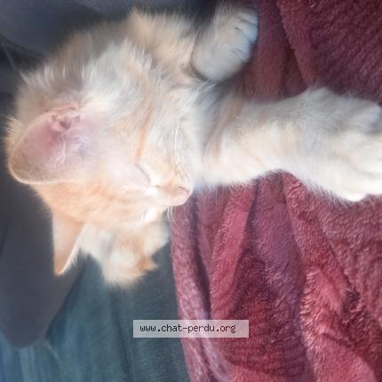 Foto 1/2 Cacahuete Chat perdido en Istres