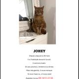 Foto del gato perdido en Paris