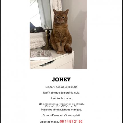 Foto 1/1 Johey Chat perdido en Paris