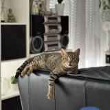 Foto del gato perdido en Saint Jacques De La Lande