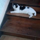 Foto del gato perdido en Longwy