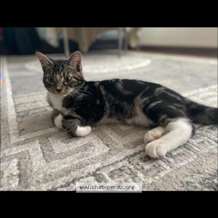 Foto 1/1 Tchoupi Chat perdido en Bruxelles