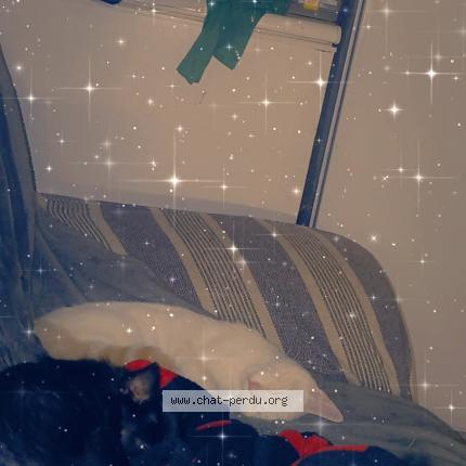 Foto 1/1 Velours Chat perdido en Barbezieux saint hilaire