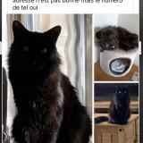 Foto del gato perdido en St Gilles