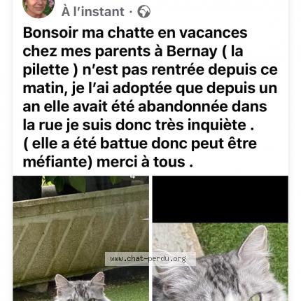 Foto 1/1 Anna Chat perdido en Bernay