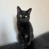 Foto del gato perdido en Pegomas