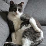 Foto del gato perdido en Lyon