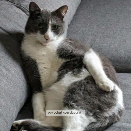 Foto 1/1 Snowden Chat perdido en Lyon