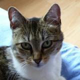 Foto del gato perdido en Saint Aygulf