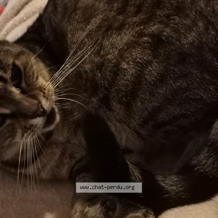 Foto 1/1 Câline Chat perdido en Trouville sur mer