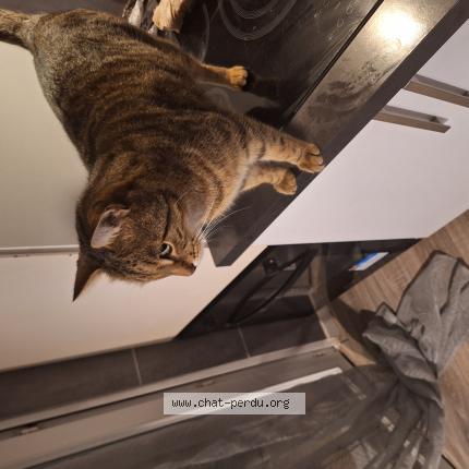 Foto 1/1 Simba Chat perdido en La gaude