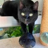 Foto del gato perdido en Huningue