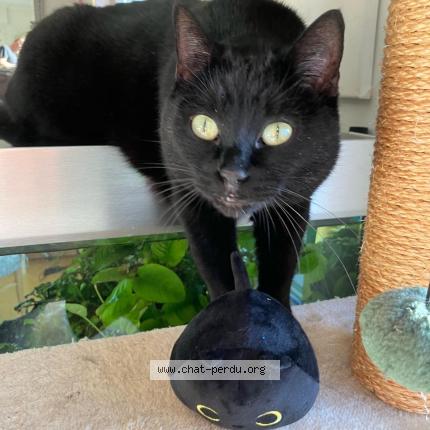 Foto 1/1 Maman Diva Chat perdido en Huningue