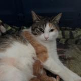 Foto del gato perdido en Montauban