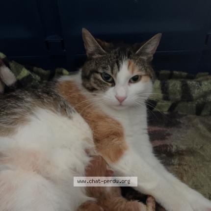 Foto 1/1 Minouche Chat perdido en Montauban