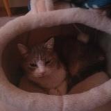 Foto del gato perdido en Gumefens