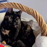 Foto del gato perdido en Vandoeuvre Les Nancy