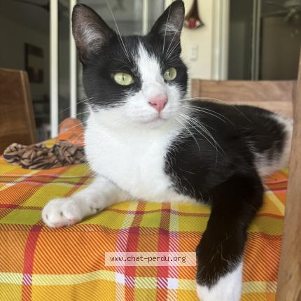 Foto 1/1 Raoul Chat perdido en Lille