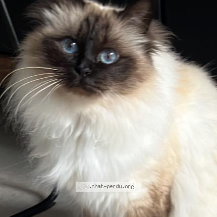 Foto 1/1 Odjii Chat perdido en Saint maur des fosses