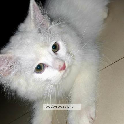 Foto 1/1 Max Chat perdido en Panvel