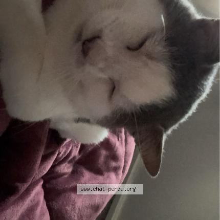 Foto 1/1 Argus Chat perdido en Dreux