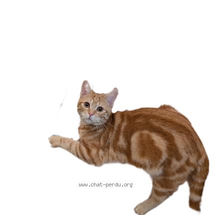 Foto 1/1 Francis Chat perdido en Jouy le moutier