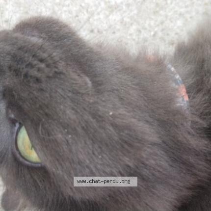 Foto 1/4 Pumkin Chat perdido en Noailles