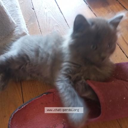 Foto 2/4 Pumkin Chat perdido en Noailles