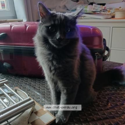 Foto 3/4 Pumkin Chat perdido en Noailles