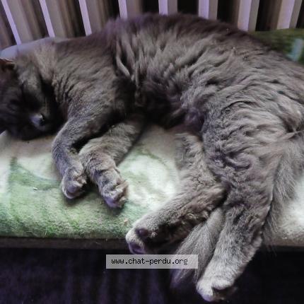 Foto 4/4 Pumkin Chat perdido en Noailles