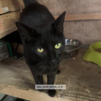 Foto 1/1 Pong ping Chat perdido en Villers bocage