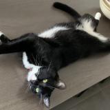 Foto del gato perdido en Chateauneuf Du Pape