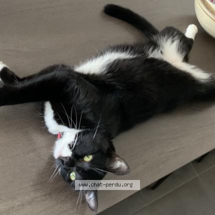 Foto 1/1 VANESSA MERCATI Chat perdido en Chateauneuf du pape