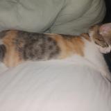 Foto del gato perdido en Saint Etienne De Tulmont