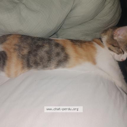 Foto 1/1 Zelda Chat perdido en Saint etienne de tulmont