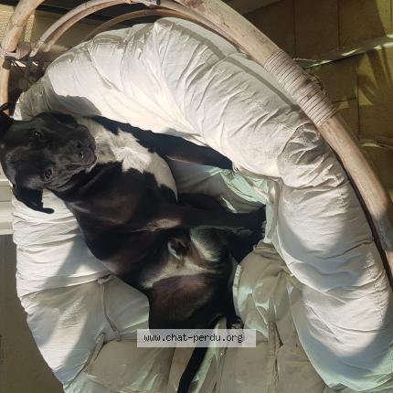 Foto 1/1 Chalie Chat perdido en Antibes