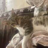 Foto del gato perdido en Ahmedabad