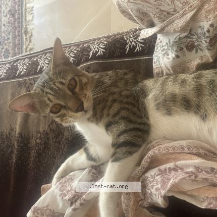 Foto 1/1 Bachchu Chat perdido en Ahmedabad