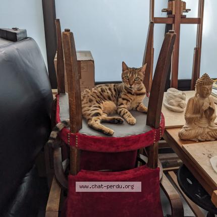 Foto 1/1 Qatniss Chat perdido en Saint quentin la poterie