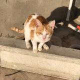 Foto del gato perdido en Karachi