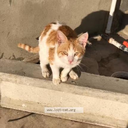 Foto 1/1 Doru Chat perdido en Karachi